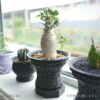 CrackPot 4.0に塊根植物を植えた窓際での使用例