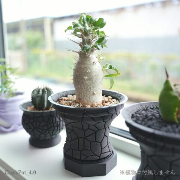 CrackPot 4.0に塊根植物を植えた窓際での使用例
