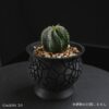 CrackOrb_黒背景植栽例
