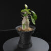 CrackPot 4.0に塊根植物を植えた黒背景での使用例